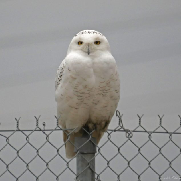 Oiseaux Du Québec Fáunicas